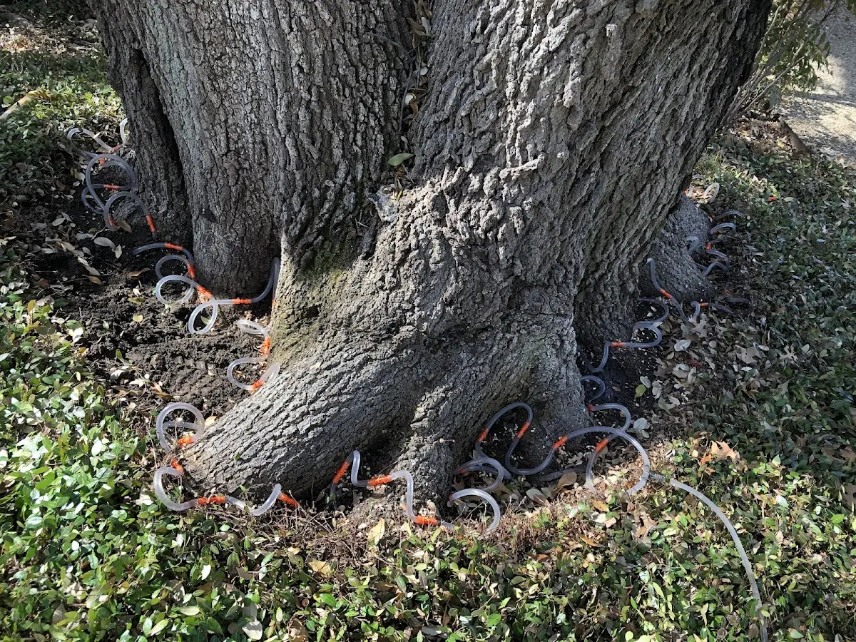 Detailed Tree Cabling and Bracing job site in Mehoopany